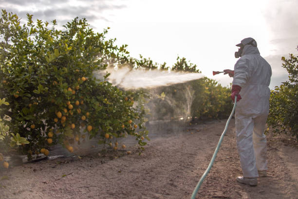 Best Termite Control Services  in Cedville, AR